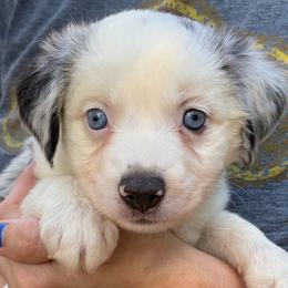 Oreo - Blue merle female Miniature Australian Shepherd puppy in Ringgold, Louisiana from Barrett's Buddies