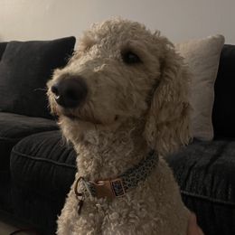 Pepper - Goldendoodle
