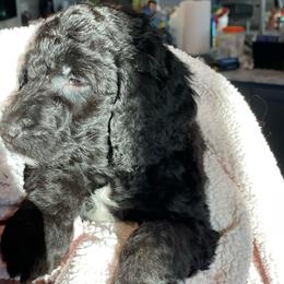 Santa - Black male Goldendoodle puppy in St Johns, Florida from Nini's Poodles and Doodles of St. Johns Co.