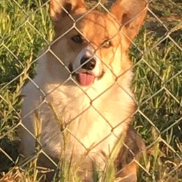 Pembroke Welsh Corgi All Grown Up from Wildfire Ranch
