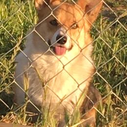 Pembroke Welsh Corgi All Grown Up from Wildfire Ranch