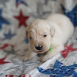 Golden Retriever Puppies from Double Down Retrievers