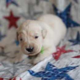 Golden Retriever Puppies from Double Down Retrievers