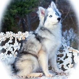 Hope - Pomsky