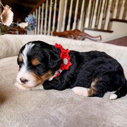 Posy - Tri-color female Bernedoodle puppy in Royse City, Texas from Platinum Bernedoodles of Texas