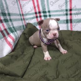 Muffin - Lilac female Boston Terrier puppy in Millers Creek, North Carolina from Tumbling Shoals Hilltop Bostons