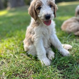 Charleston - Goldendoodle puppy from Valentine Kennels