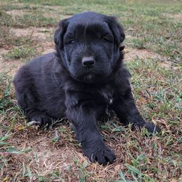 Anaheim - Black female Bouvier des Flandres puppy in Drury, Missouri from Black Bears Critters