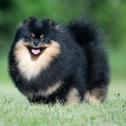 Josie - Pomeranian