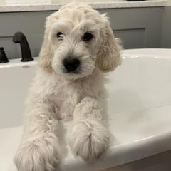 Goldendoodle Puppies from Hani's family