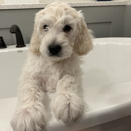 Goldendoodle Puppies from Hani's family
