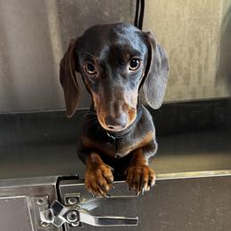 Chopper - Dachshund