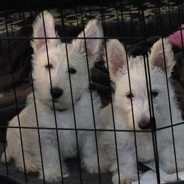 Scottish Terrier puppies from Scottie Love