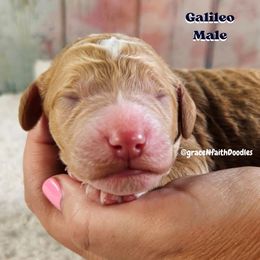 Galileo - Red  male Goldendoodle puppy in Peytno, Colorado from Grace N Faith Doodles