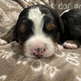 Girl 1 - Tri-color Bernese Mountain Dog puppy in Nixa, Missouri from Mountain Dog Kennel