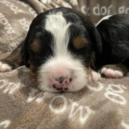Girl 1 - Tri-color Bernese Mountain Dog puppy in Nixa, Missouri from Mountain Dog Kennel
