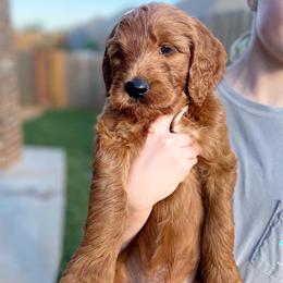 Goldendoodle Puppies from Bows & Ties Doodles