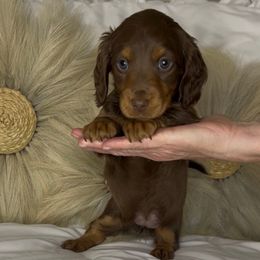Girl 1 - Chocolate and tan female Dachshund puppy in Brookhaven, Mississippi from Southern Grace Doxies