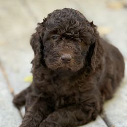Brownie - Brown male Poodle puppy in Bettendorf, Iowa from Red Door Poodles