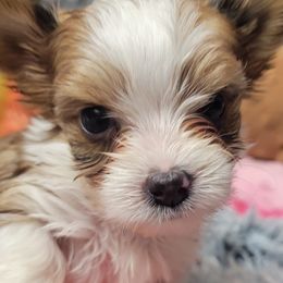 Jade - Parti Yorkshire Terrier puppy in Elon, North Carolina from Parti Yorkies