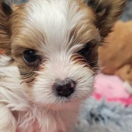 Jade - Parti Yorkshire Terrier puppy in Elon, North Carolina from Parti Yorkies