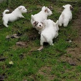 Sealyham Terrier Puppies from Fable Farms
