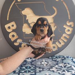 Blue collar - Black tan and white male Basset Hound puppy in Alton, Illinois from Show Me Great Danes and Basset Hounds