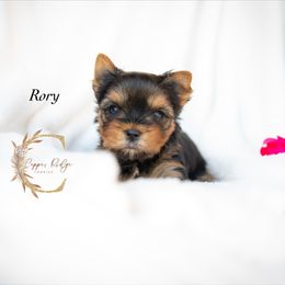 Girl 1 - Black and tan female Yorkshire Terrier puppy in Marmaduke, Arkansas from Copper Ridge Yorkies