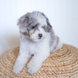 Azalea - Blue merle Aussiedoodle puppy in Bradenton, Florida from Doodle Acres