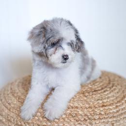 Azalea - Blue merle Aussiedoodle puppy in Bradenton, Florida from Doodle Acres