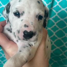 Payday - White and black male Dalmatian puppy in Austin, Texas from Dazzling Dalz