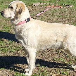 Shimmer - Golden Retriever