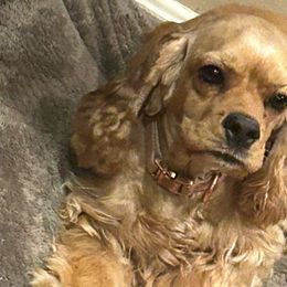 Ruby - Cocker Spaniel