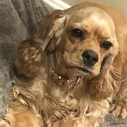 Ruby - Cocker Spaniel