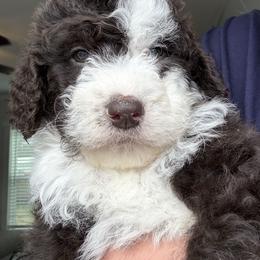Meaux - Brown and white male Aussiedoodle puppy in Bridge City, Texas from My Amis AussieDoodles