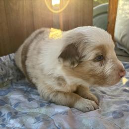 Lina - Red merle female Australian Shepherd puppy in Fontana, California from J.O Family Aussies