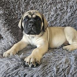 Birdie - Fawn Mastiff puppy in Linton, Indiana from Riggins Mastiffs and Danes