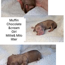Muffin - Chocolate and cream female Dachshund puppy in Fort Worth, Texas from The Holloway Dachshunds