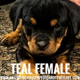 Pup2 - Black and mahogany female Rottweiler puppy in Houston, Texas from Haus Der Grossen Pfoten Rottweilers
