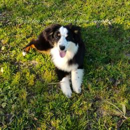 Miniature Australian Shepherd and Toy Australian Shepherd All Grown Up from Tagalong Lane Australian shepherds