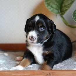 Miniature American Shepherds and Miniature Australian Shepherds from Opal’s Miniature Aussies