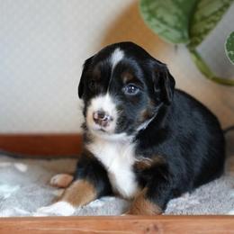 Miniature American Shepherds and Miniature Australian Shepherds from Opal’s Miniature Aussies