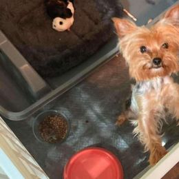 Cami - Yorkshire Terrier