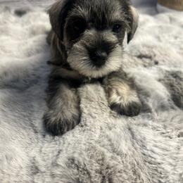 Miniature Schnauzer Puppies from Mt. View's Pretty Little Schnauzers