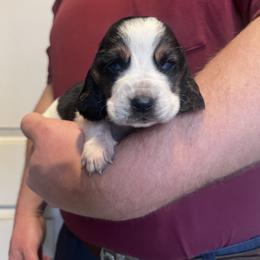 Boy 4 - Black brown and white male Basset Hound puppy in Noblesville, Indiana from Russell Bassets