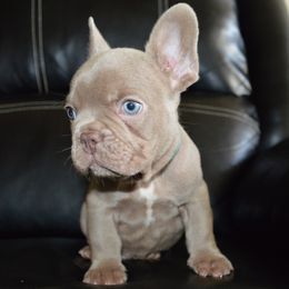 French Bulldogs from EST Kennels