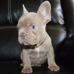 French Bulldogs from EST Kennels