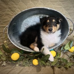 Beast (Prince Adam) - Black white and tan male Collie puppy in Chilhowie, Virginia from Jolly Collies & Kingdom Elite Yorkshire Terriers