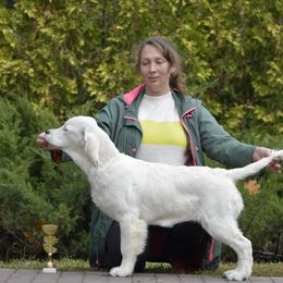 Golden Retriever Puppies from Huckaby’s English Golden Retrievers