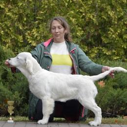 Golden Retriever Puppies from Huckaby’s English Golden Retrievers